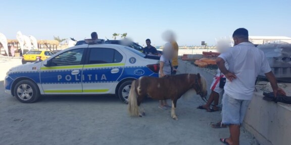 Amenzi pentru doi bărbați care foloseau poneii pentru a obține bani. Animalele erau deshidratate