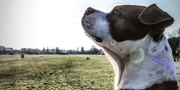 Cartierul Henri Coandă. Minor mușcat de un câine din rasa Amstaff