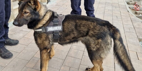 Rex, în slujba ordinii şi liniştii publice