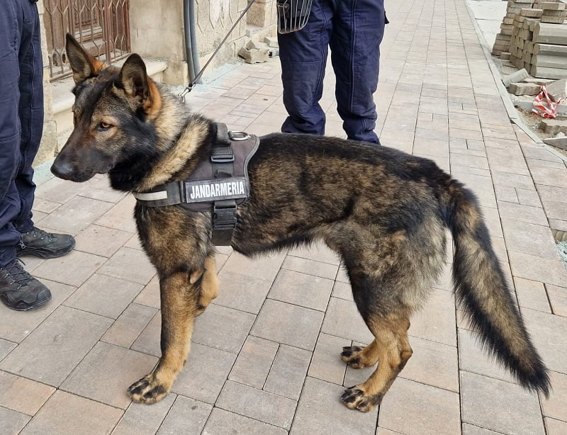 Rex, în slujba ordinii şi liniştii publice