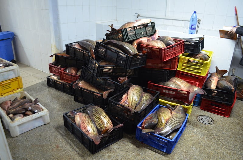 132 kg de pește, fără documente justificative, descoperite de polițiștii de frontieră tulceni, în Delta Dunării