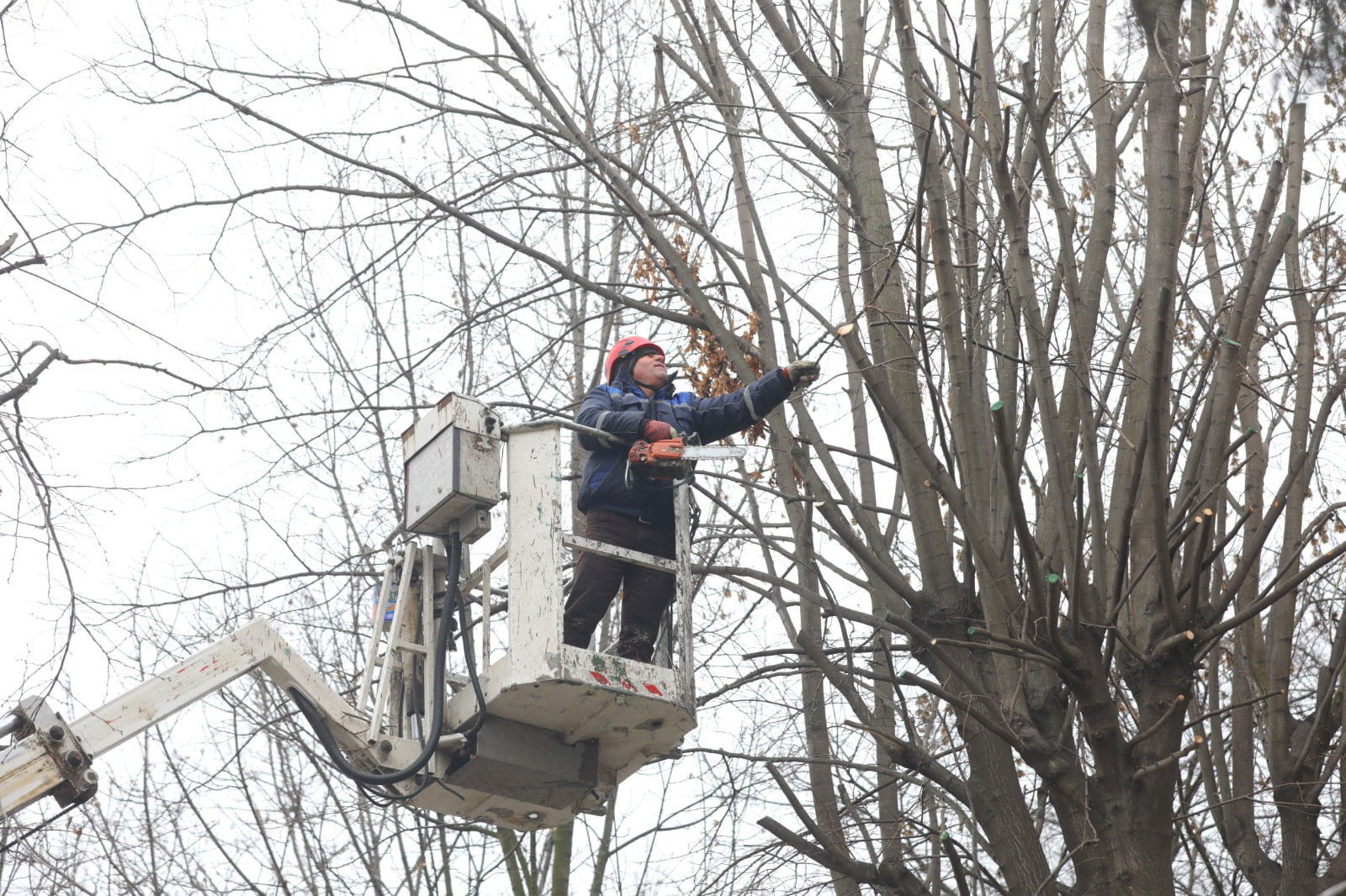 Primăria anunță că vor avea loc lucrări de toaletare și corecție a arborilor