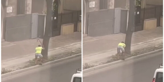 Cum sunt ciopârțiți cu târnăcopul copacii din centrul orașului