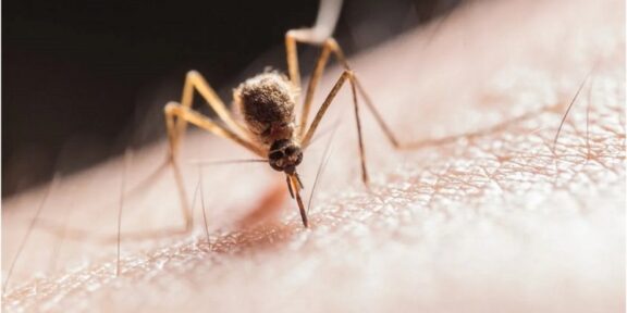 Două cazuri de infecție cu virusul West Nile în Dobrogea / Recomandările specialiștilor
