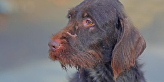Bella își caută un stăpân iubitor, după ce mama și sora ei au fost deja adoptate: „Apelăm la toți iubitorii de animale să ia în considerare adopția ei”