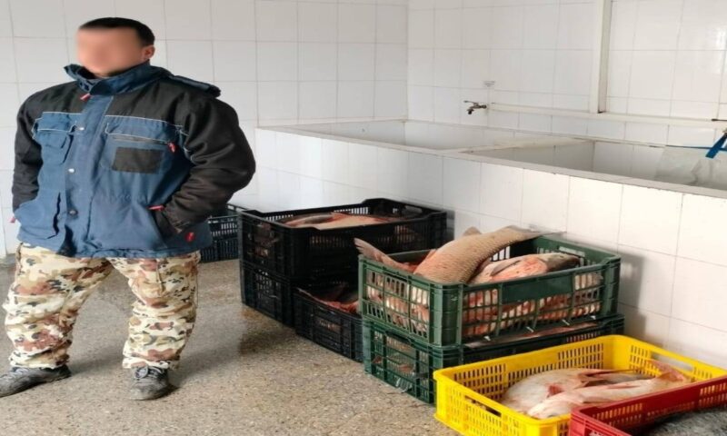 TULCEA. Zeci de kilograme de peşte, fără documente, au fost descoperite în portbagajul unui autoturism