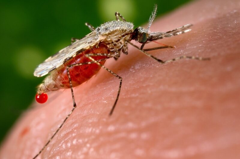 Ministerul Sănătăţii, apel către turiştii care se deplasează în zone tropicale, după ce în ultimele trei luni au fost diagnosticate 11 cazuri de malarie, în România