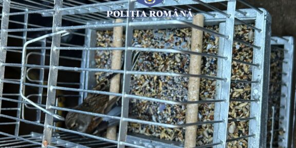 CONSTANŢA. Dosar penal pentru doi bărbaţi care au montat plase pentru capturarea păsărilor, în zona Pescărie