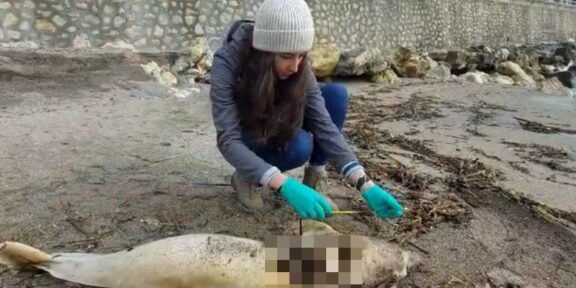Un delfin a fost găsit mort pe plaja Cazinoului. Biolog: Mor din cauza acțiunilor umane. Sunt și cauze naturale