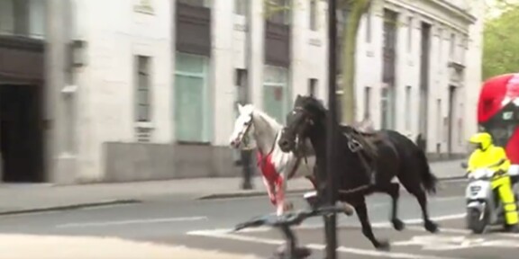 LONDRA. Doi dintre cei cinci cai scăpaţi pe străzi sunt în stare gravă