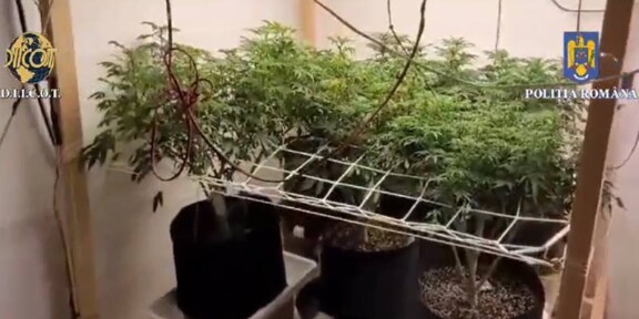 (FOTO/VIDEO) CONSTANȚA. Două persoane reținute pentru trafic de droguri: aveau o cultură de canabis indoor