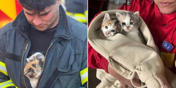 (FOTO) CONSTANȚA. Pentru pompieri, fiecare viață contează! Au salvat doi puiuți de pisică rămași captivi între țevile de la subsol, în timpul unui incendiu