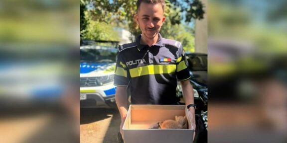 Polițiștii au salvat trei pisoi abandonați într-o pungă, în Eforie: acum le caută adăpost