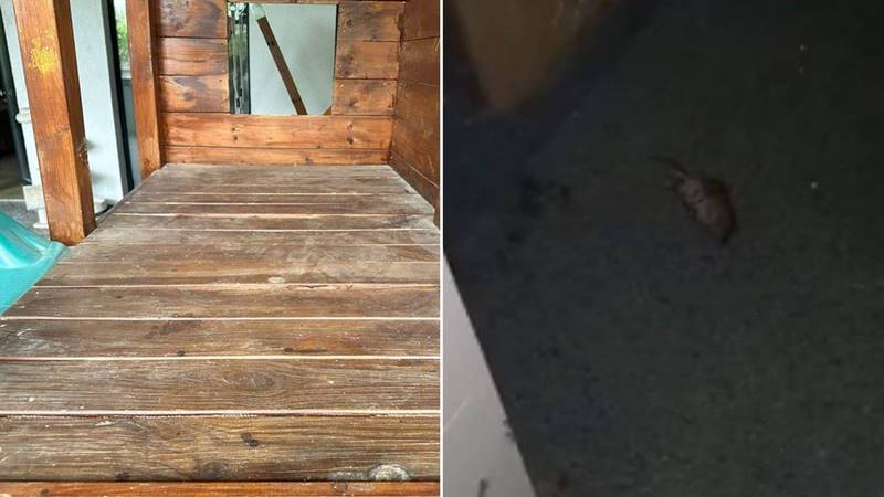 Dezastru la un hotel de lângă Aeroportul Otopeni: ANPC a oprit activitatea pentru cinci luni – au fost găsiți șoareci morți la subsol, nu erau întocmite fișe de cazare, iar unitatea nu are autorizații