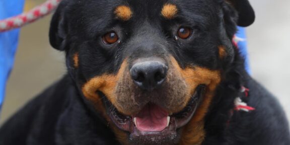 CONSTANŢA. Rock, un Rotweiler de rasă pură, în vârstă de 2 ani, îşi caută o familie iubitoare. „Haideți să-l ajutăm să găsească un cămin fericit”