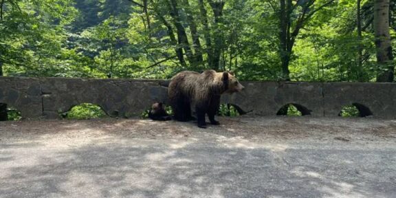 Turiștii care hrănesc urșii de pe Transfăgărășan vor fi amendați de două ori