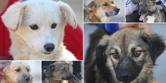 (FOTO) CONSTANȚA. Apel la iubitorii de animale: șase cățeluși adorabili, cu vârste între 3 luni și 3 ani, își caută un cămin plin de iubire