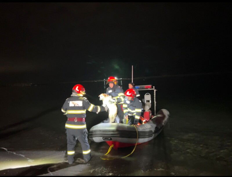 Pompierii constănţeni au salvat un câine din apele mării. „Cățelul a fost adoptat de pompierii ISU Constanţa”