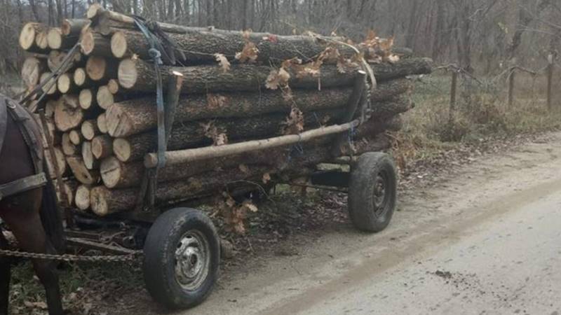 JUDEȚUL CONSTANȚA. Bărbat prins în timp ce căra într-o căruță copaci tăiați ilegal din Pădurea Comorova