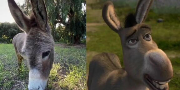 A murit măgarul Perry, care a inspirat personajul Donkey din „Shrek”