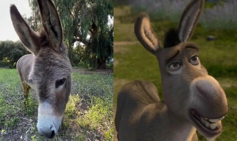 A murit măgarul Perry, care a inspirat personajul Donkey din „Shrek”