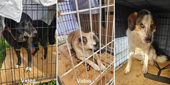 (VIDEO) CONSTANȚA. O persoană s-a ales cu dosar penal după ce a abandonat 38 de câini și pisici într-o clădire: animalele au fost salvate de polițiști și predate unor asociații