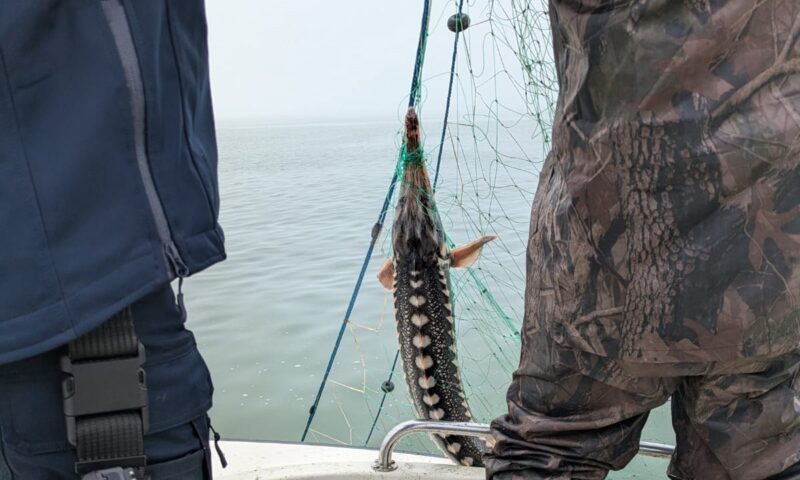 Două tone de şprot, descoperite de poliţiştii de frontieră la bordul unui pescador acostat în apropiere de Mangalia