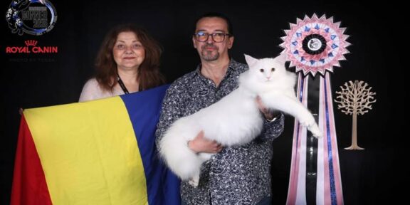 Motanul din România care i-a învins pe scandinavi la ei acasă: Prosecco a câștigat Cupa Scandinaviei 2025 – Scandinavian FIFe Winner Show