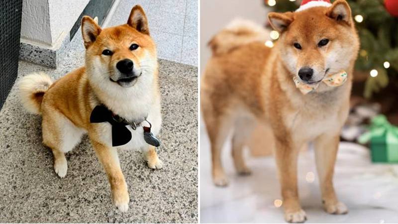 CONSTANȚA. Yuki, un cățeluș din rasa Shiba Inu, s-a pierdut în cartierul Palazu Mare: „Dacă l-a găsit cineva, vă rog, lasați-l să vină acasă. Are o familie mare care îl adoră”