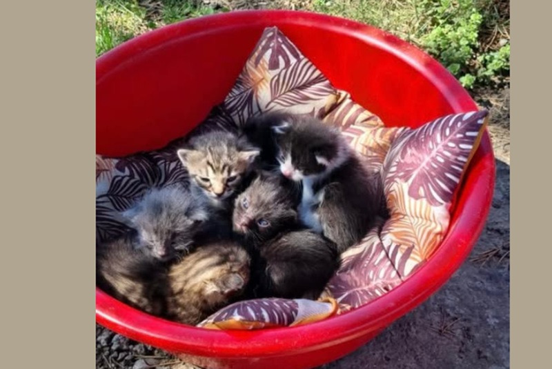 Veste rea pentru cei care au pisici. Statul pregătește un pachet fiscal care îi afectează pe iubitorii de animale