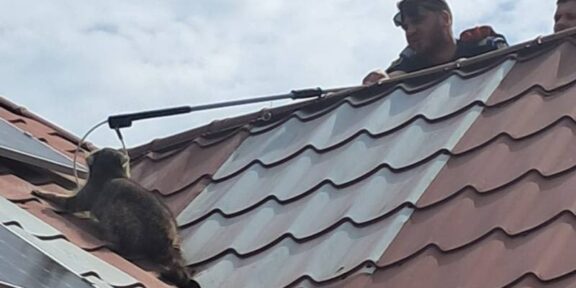(FOTO) Intervenție inedită a jandarmilor constănțeni. Au capturat un raton aflat pe acoperișul unei case din Mihail Kogălniceanu