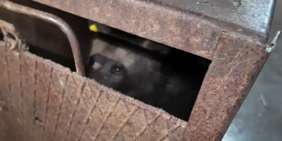 A fost găsit unul dintre puii ursoaicei ucise pe Transfăgărășan. Este slăbit, flămând și speriat