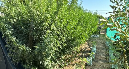 Cultură de cannabis, de peste 60 de kilograme, descoperită în județul Tulcea. 5 persoane au fost reținute