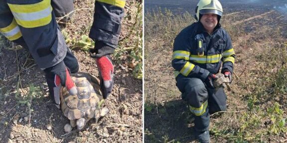 Lecție de umanitate pe câmpul de foc: pompierii constănțeni au salvat o broască țestoasă din mijlocul flăcărilor