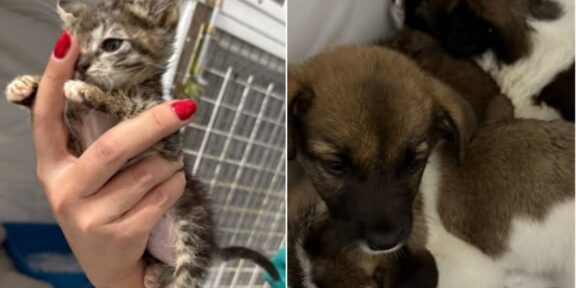 Suflete abandonate, amenzi de 24.000 de lei. 6 pui de pisică și 4 pui de câine, salvați de polițiști