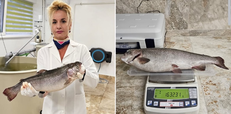 Experiment revoluționar! Cercetătorii de la INCDM Constanța au reușit să crească păstrăv-curcubeu în apă marină, fără pierderi și cu rezultate spectaculoase